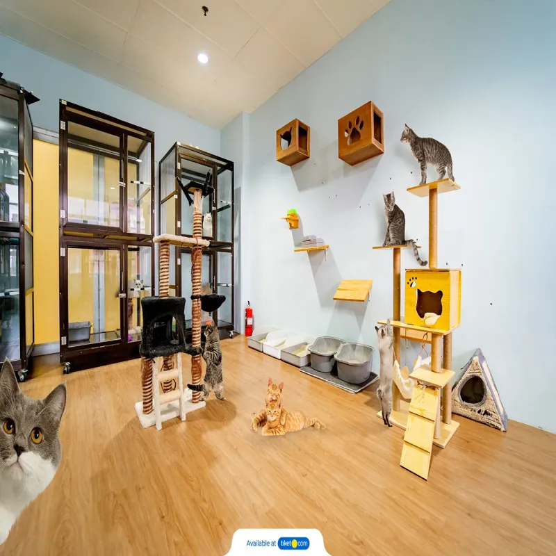 Hey Pachuco Gaziantep evcil hayvan pet hotelleri Pawbooking