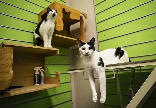 Tatlışlar Otel Antalya evcil hayvan pet hotelleri Pawbooking