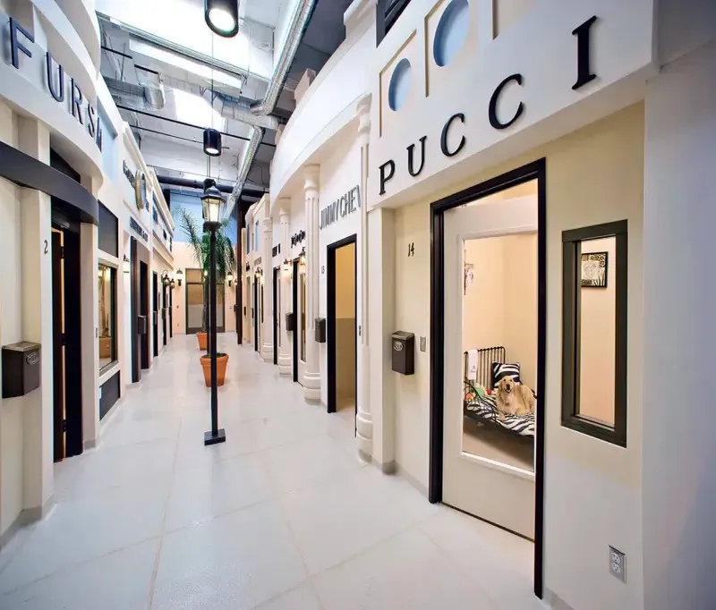 Happy Paws Hotel İstanbul evcil hayvan pet hotelleri Pawbooking