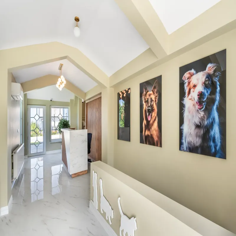 Alaska Mıdıgo Me Otel Gaziantep kedi ve köpek oteli - Galeri görseli 6/17 | PawBooking