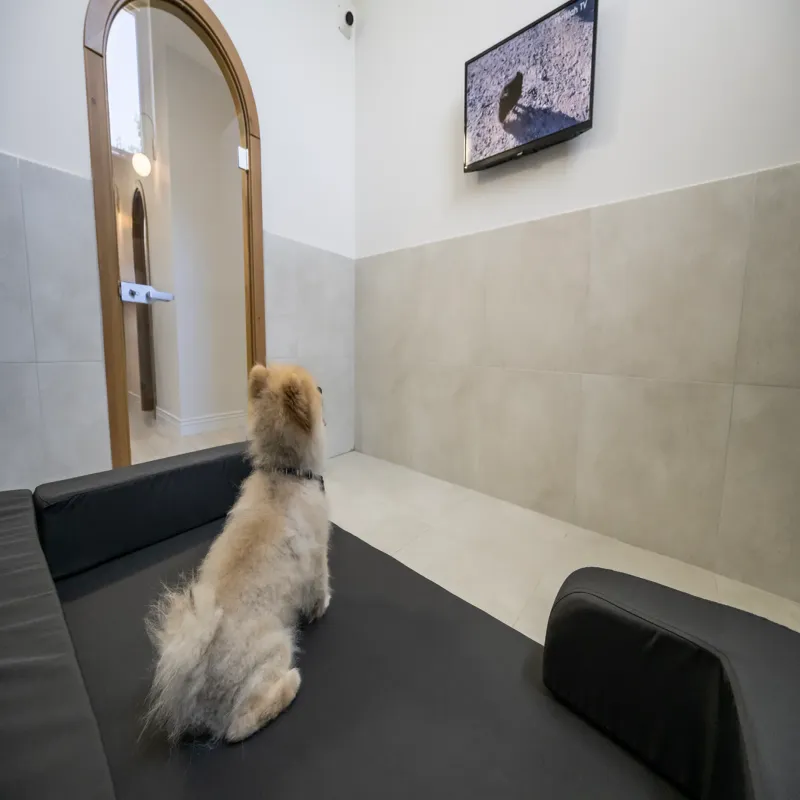 Alaska Mıdıgo Me Otel Gaziantep kedi ve köpek oteli - Galeri görseli 13/17 | PawBooking
