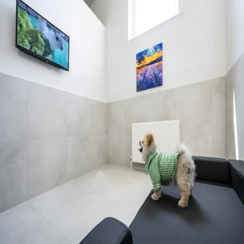 Alaska Mıdıgo Me Otel Gaziantep kedi ve köpek oteli - Galeri görseli 14/17 | PawBooking