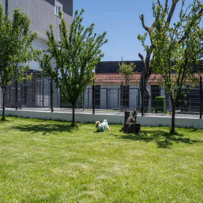 Alaska Mıdıgo Me Otel Gaziantep kedi ve köpek oteli - Galeri görseli 15/17 | PawBooking