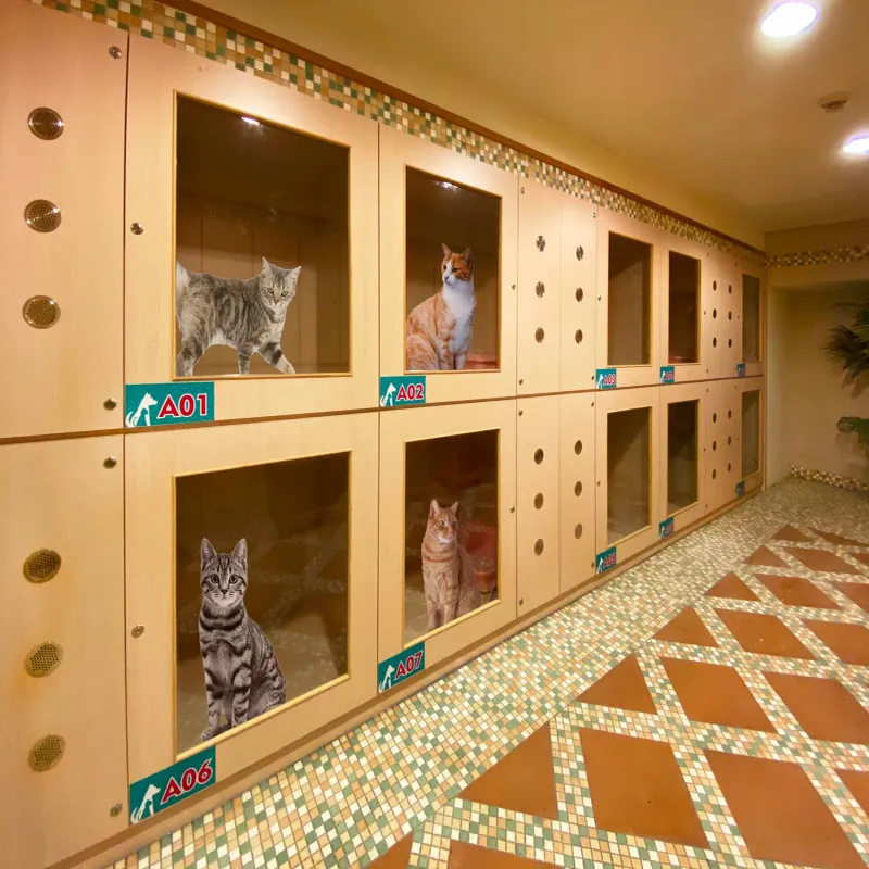 Happy Paws Hotel İstanbul kedi ve köpek oteli - Galeri görseli 5/6 | PawBooking