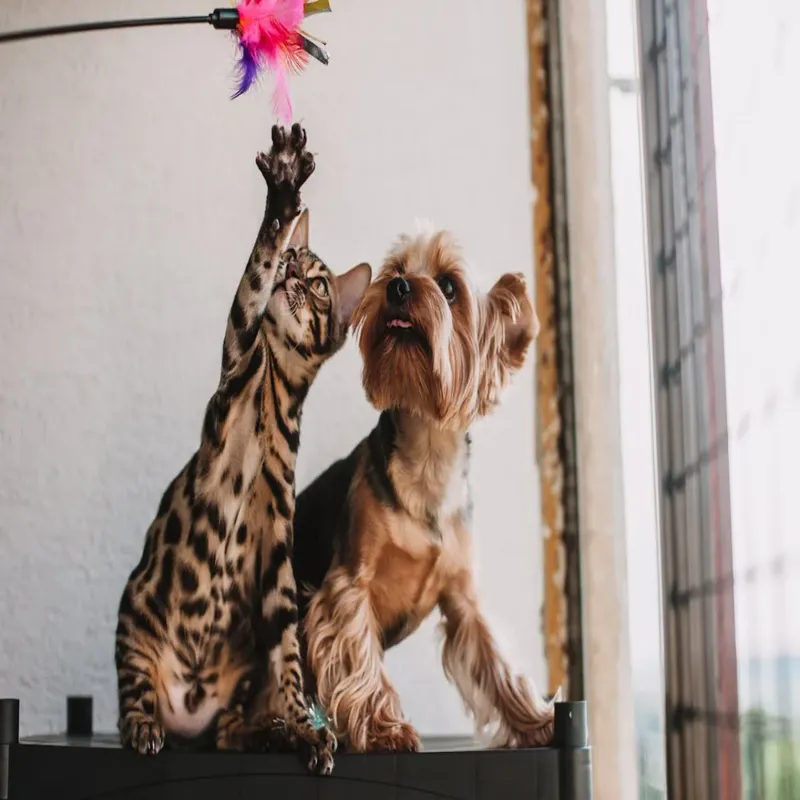 Galatasaray Su Adası Pet Oteli Eskişehir kedi ve köpek oteli - Galeri görseli 4/5 | PawBooking