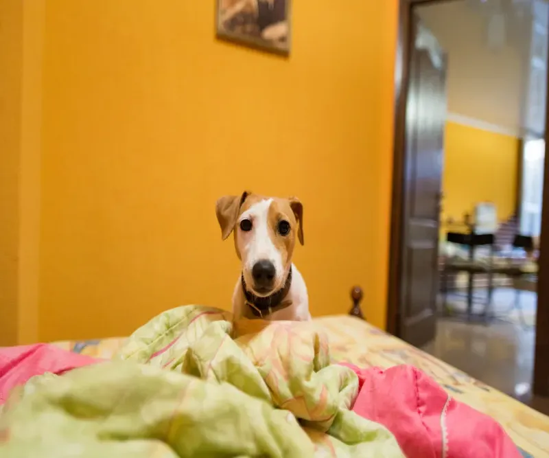 Berilium Pet Friendly People House İstanbul evcil hayvan pet hotelleri Pawbooking