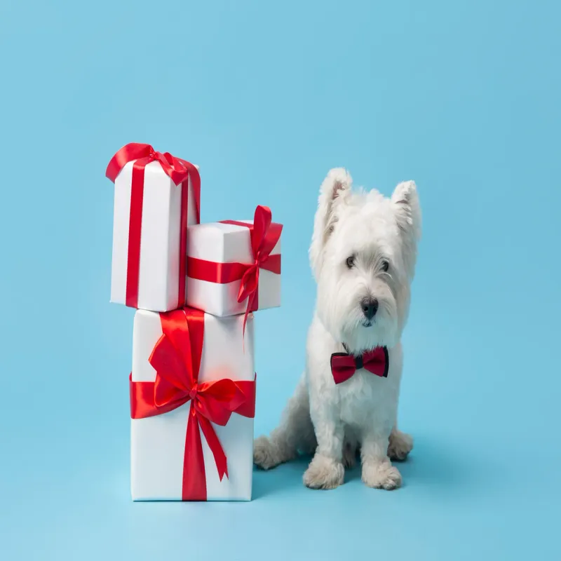 Berilium Pet Friendly People House İstanbul kedi ve köpek oteli - Galeri görseli 5/5 | PawBooking